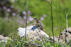 Laudakia vulgaris