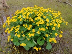 Caltha palustris