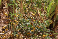 Solanum dasyphyllum
