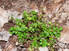 Cardamine hirsuta