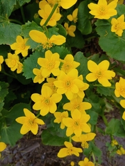 Caltha palustris