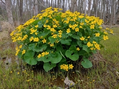 Caltha palustris