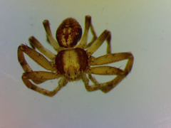 Philodromus aureolus