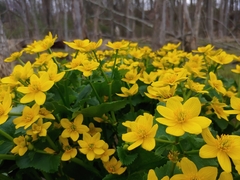 Caltha palustris