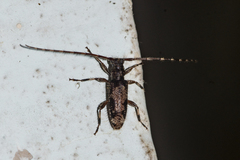Ostedes laosensis