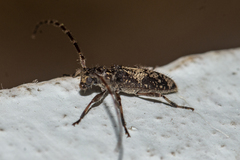 Ostedes laosensis