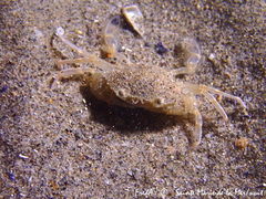 Liocarcinus vernalis