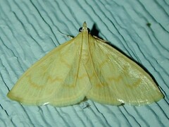 Ecpyrrhorrhoe puralis