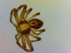 Philodromus aureolus