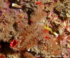 Microcosmus polymorphus