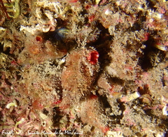 Microcosmus polymorphus