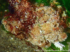 Molgula appendiculata