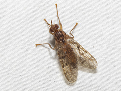 Pyrgotidae