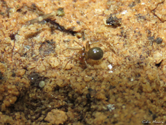 Nesticidae