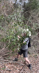 Smilax smallii