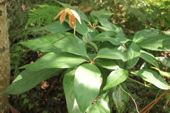 Neolitsea dealbata