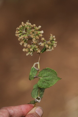 Mikaniopsis clematoides