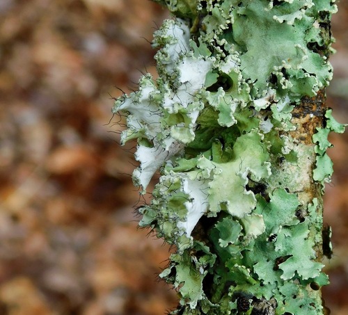 powdered ruffle lichen