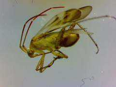Adelphocoris lineolatus