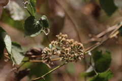Mikaniopsis clematoides