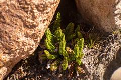 Polystichum andinum