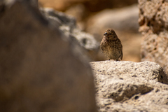 Melanodera xanthogramma