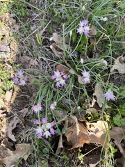 Allium drummondii