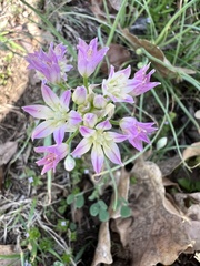 Allium drummondii