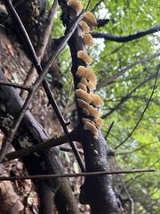 Cerrena zonata