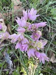 Allium drummondii