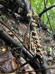 Cerrena zonata
