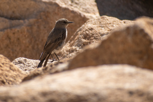 Cinereous Ground Tyrant (Muscisaxicola cinereus), photo 8