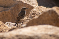 Muscisaxicola cinereus