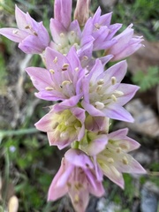 Allium drummondii