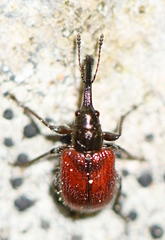 Tatianaerhynchites aequatus