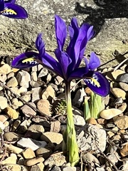 Iris reticulata