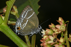 Cupathecla cupentus