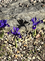 Iris reticulata