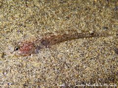 Pomatoschistus marmoratus