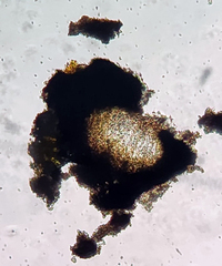 Opegrapha rupestris