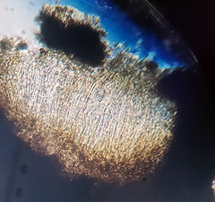 Opegrapha rupestris