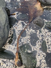Laminaria digitata