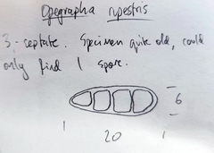 Opegrapha rupestris