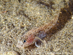 Pomatoschistus marmoratus