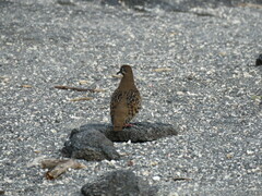 Zenaida galapagoensis