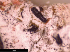 Opegrapha rupestris