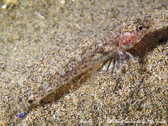 Pomatoschistus marmoratus