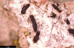 Opegrapha rupestris