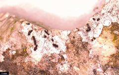 Opegrapha rupestris