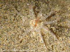 Edwardsia claparedii